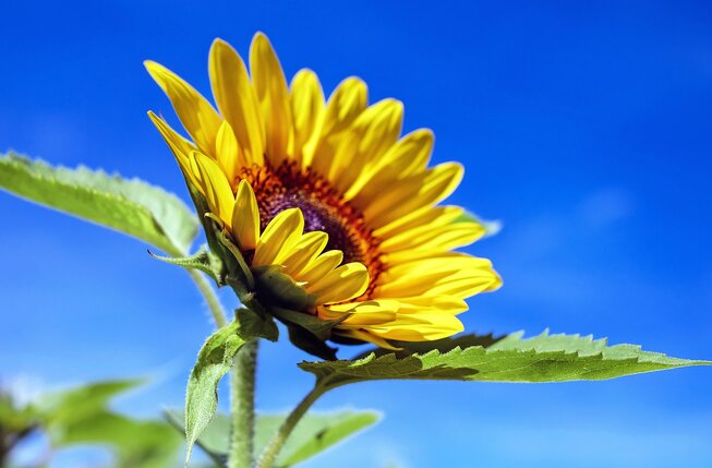 sunflower-1536088_1280